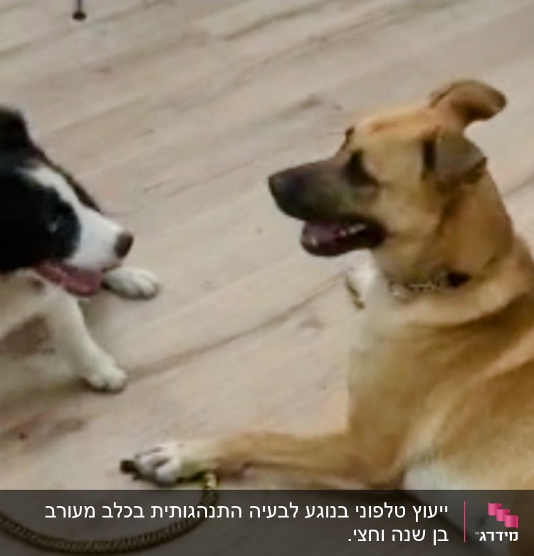 שני כלבים מתאמנים עם רצועה על רצפה